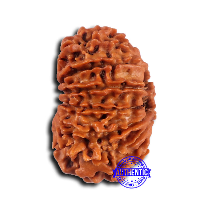 14 Mukhi Nepalese Rudraksha - Bead No. 369