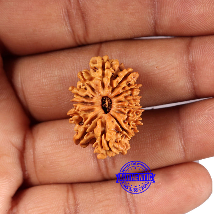 14 Mukhi Nepalese Rudraksha - Bead No. 370