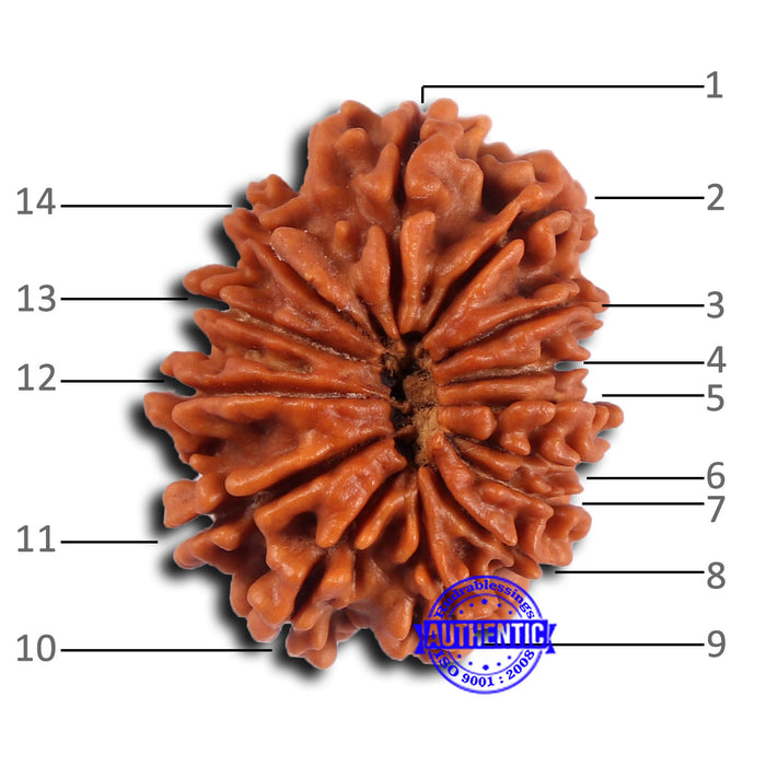14 Mukhi Nepalese Rudraksha - Bead No. 371