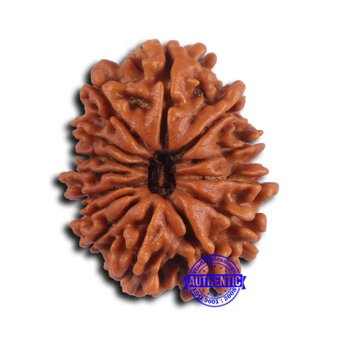 14 Mukhi Nepalese Rudraksha - Bead No. 371