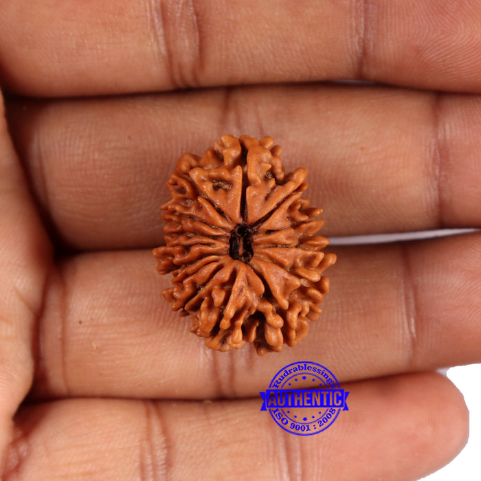 14 Mukhi Nepalese Rudraksha - Bead No. 371