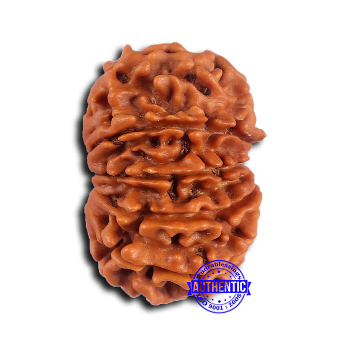 14 Mukhi Nepalese Rudraksha - Bead No. 371