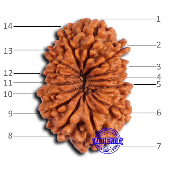 14 Mukhi Nepalese Rudraksha - Bead No. 372
