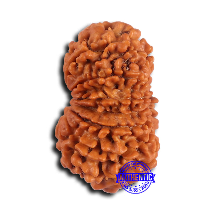 14 Mukhi Nepalese Rudraksha - Bead No. 372
