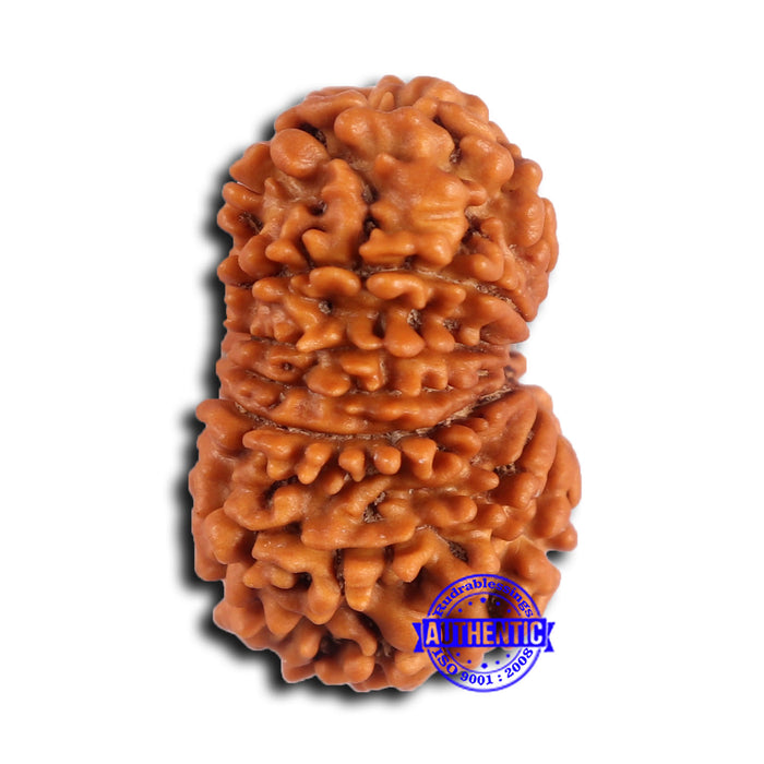 14 Mukhi Nepalese Rudraksha - Bead No. 372