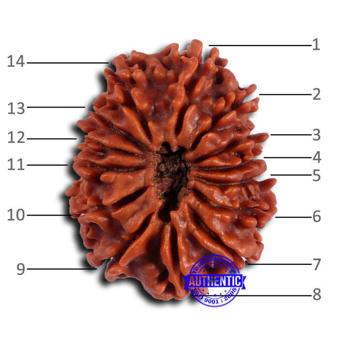 14 Mukhi Nepalese Rudraksha - Bead No. 373