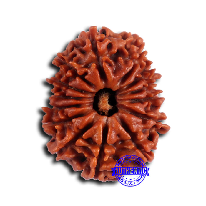 14 Mukhi Nepalese Rudraksha - Bead No. 373