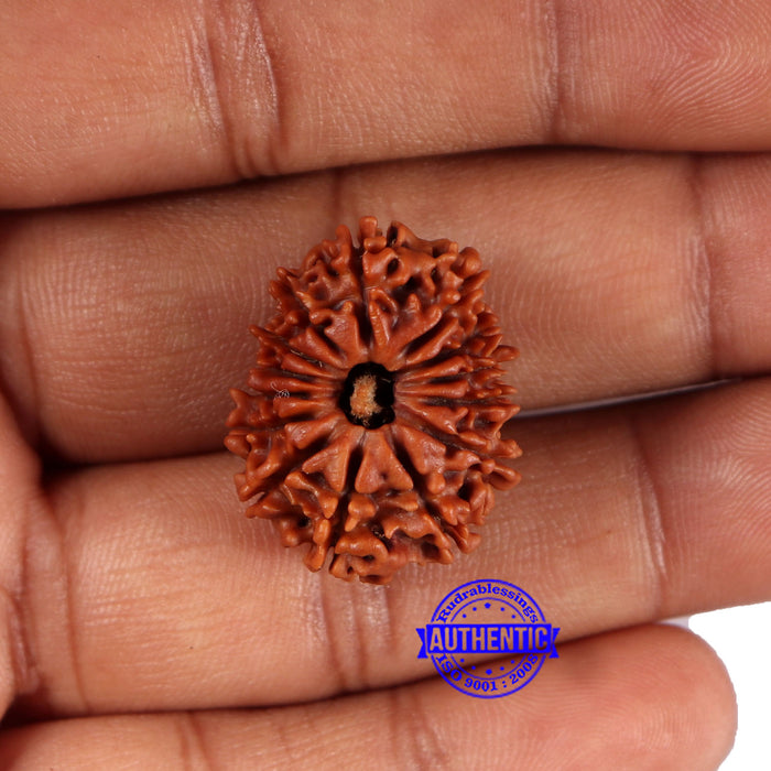 14 Mukhi Nepalese Rudraksha - Bead No. 373