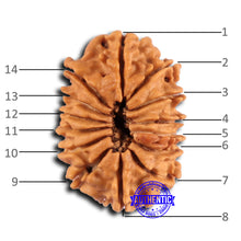 Load image into Gallery viewer, 14 Mukhi Nepalese Rudraksha - Bead No. 374
