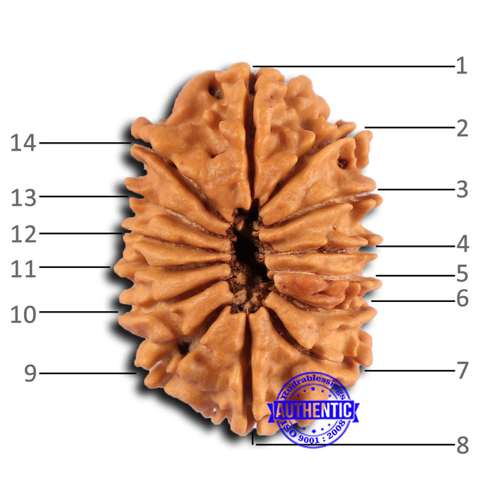 14 Mukhi Nepalese Rudraksha - Bead No. 374