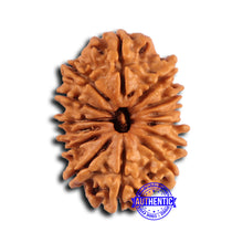 Load image into Gallery viewer, 14 Mukhi Nepalese Rudraksha - Bead No. 374

