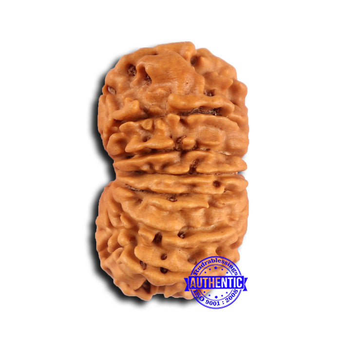 14 Mukhi Nepalese Rudraksha - Bead No. 374