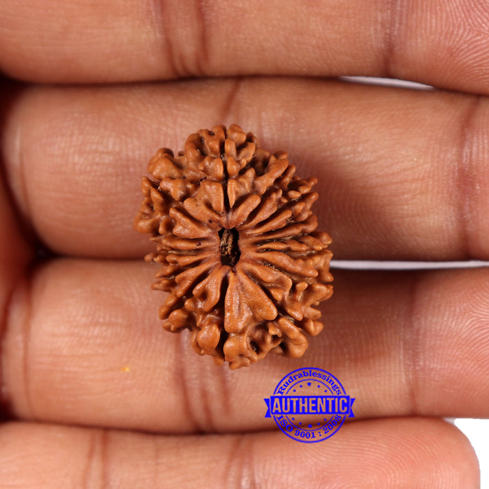 14 Mukhi Nepalese Rudraksha - Bead No. 375