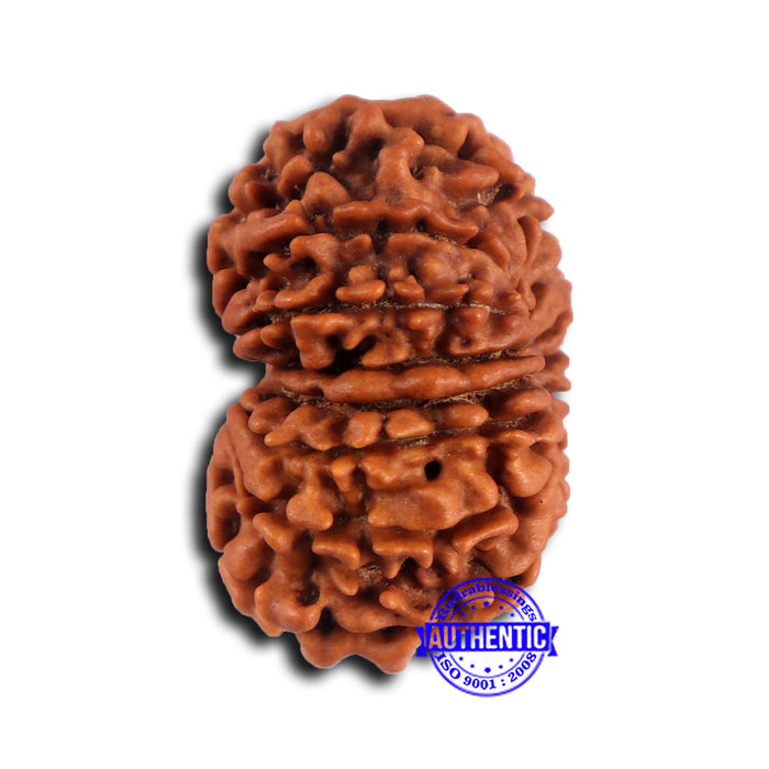 14 Mukhi Nepalese Rudraksha - Bead No. 375
