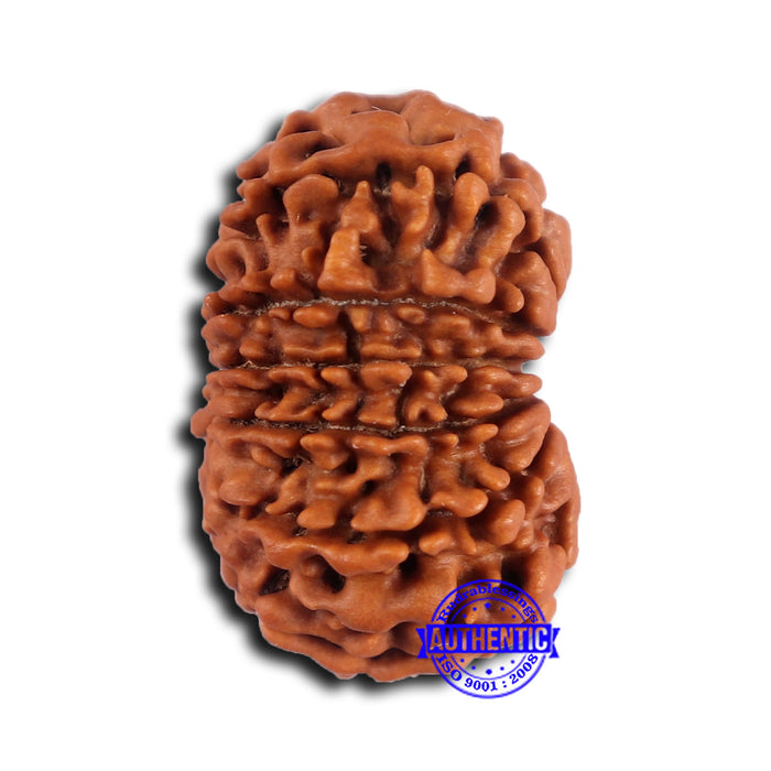14 Mukhi Nepalese Rudraksha - Bead No. 375