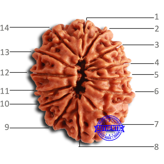 14 Mukhi Nepalese Rudraksha - Bead No. 352