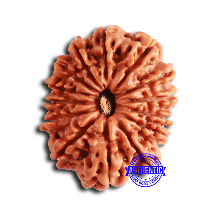 14 Mukhi Nepalese Rudraksha - Bead No. 352