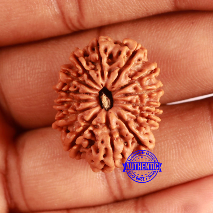 14 Mukhi Nepalese Rudraksha - Bead No. 352