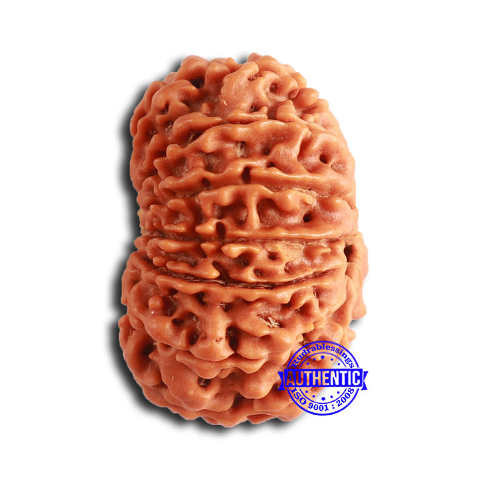 14 Mukhi Nepalese Rudraksha - Bead No. 352