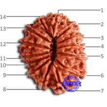 Load image into Gallery viewer, 14 Mukhi Nepalese Rudraksha - Bead No. 353
