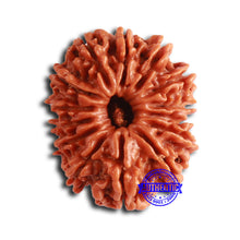 Load image into Gallery viewer, 14 Mukhi Nepalese Rudraksha - Bead No. 353
