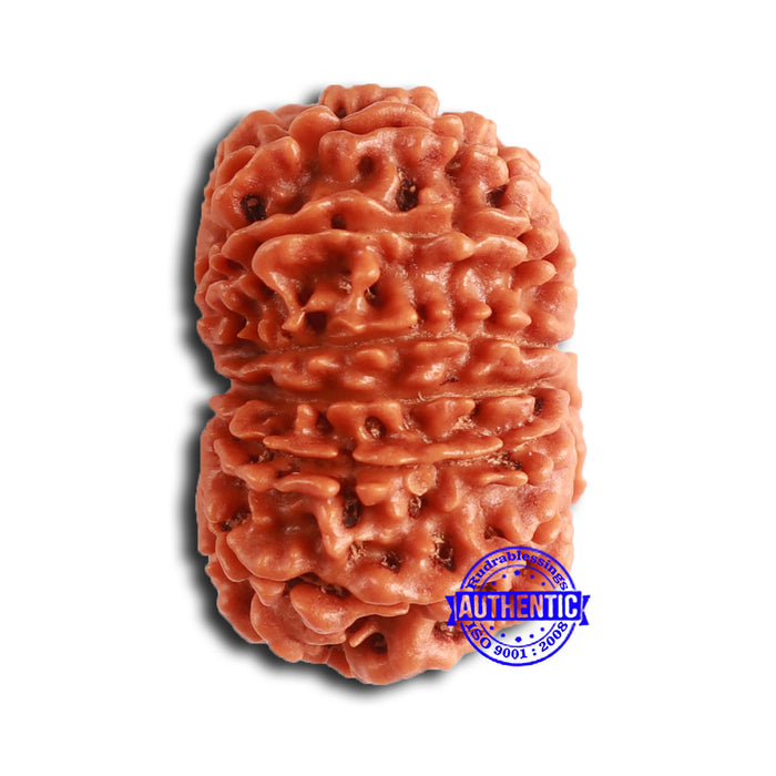 14 Mukhi Nepalese Rudraksha - Bead No. 353