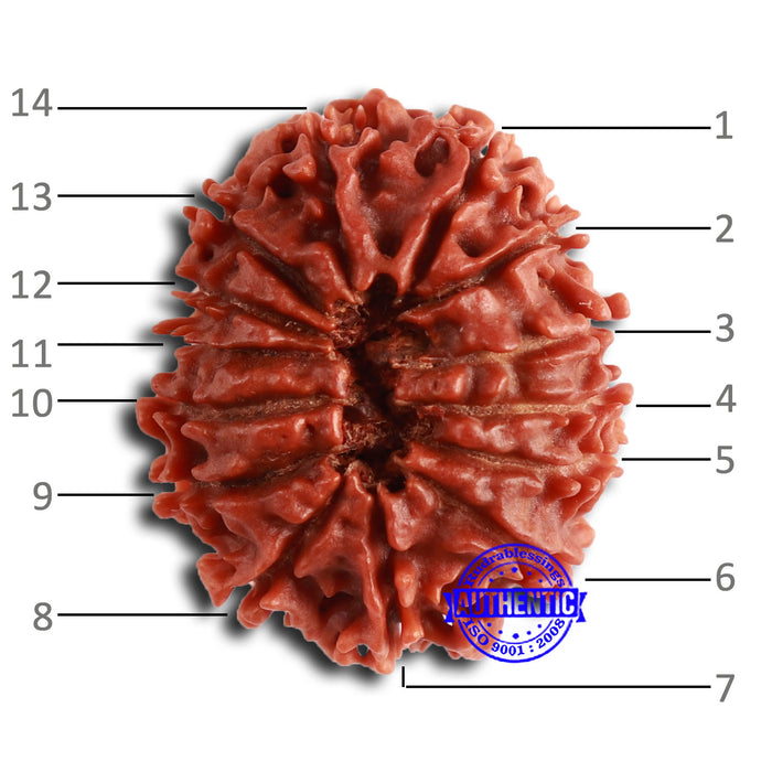 14 Mukhi Nepalese Rudraksha - Bead No. 354