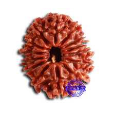 Load image into Gallery viewer, 14 Mukhi Nepalese Rudraksha - Bead No. 354

