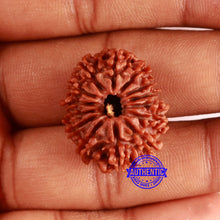 Load image into Gallery viewer, 14 Mukhi Nepalese Rudraksha - Bead No. 354
