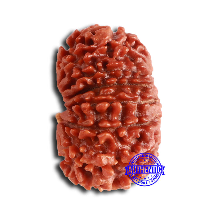 14 Mukhi Nepalese Rudraksha - Bead No. 354
