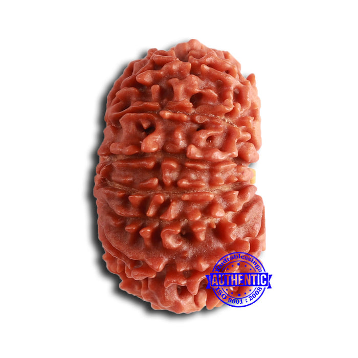 14 Mukhi Nepalese Rudraksha - Bead No. 354