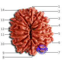 Load image into Gallery viewer, 14 Mukhi Nepalese Rudraksha - Bead No. 355
