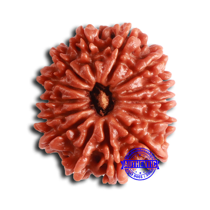 14 Mukhi Nepalese Rudraksha - Bead No. 355
