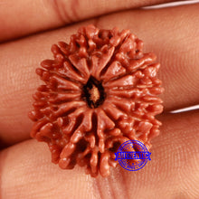 Load image into Gallery viewer, 14 Mukhi Nepalese Rudraksha - Bead No. 355
