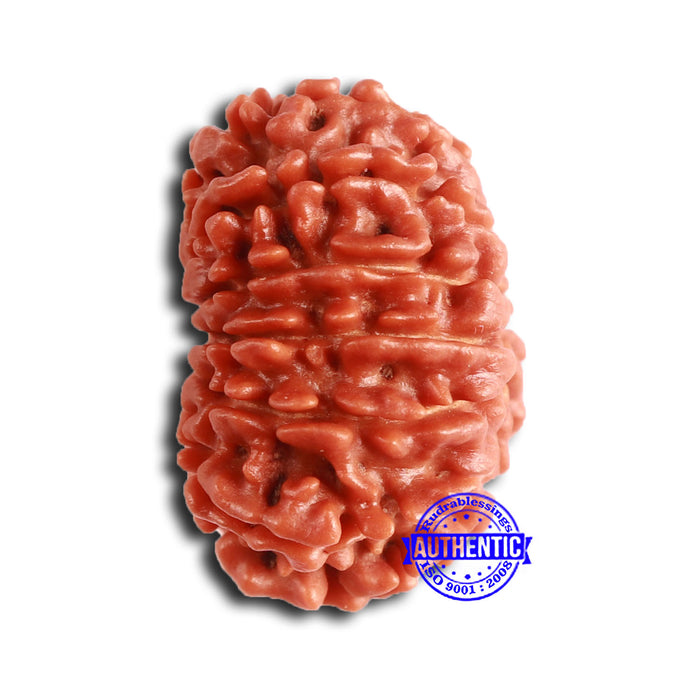14 Mukhi Nepalese Rudraksha - Bead No. 355