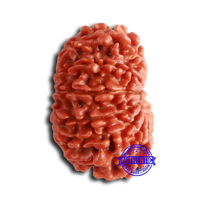 14 Mukhi Nepalese Rudraksha - Bead No. 355