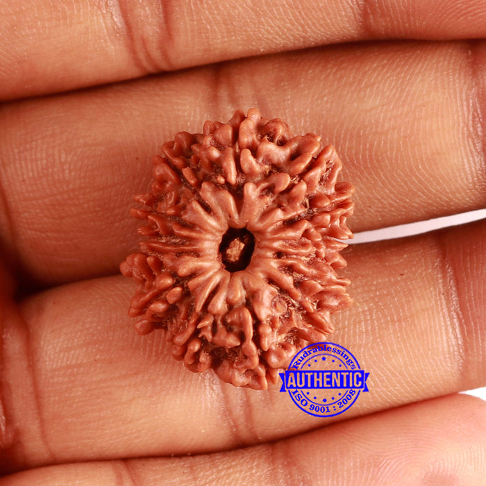 14 Mukhi Nepalese Rudraksha - Bead No. 356