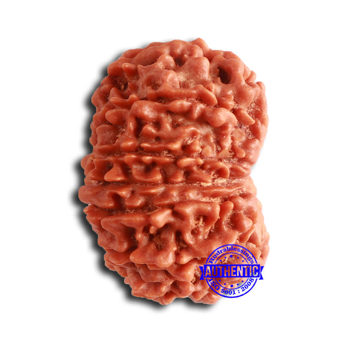 14 Mukhi Nepalese Rudraksha - Bead No. 356