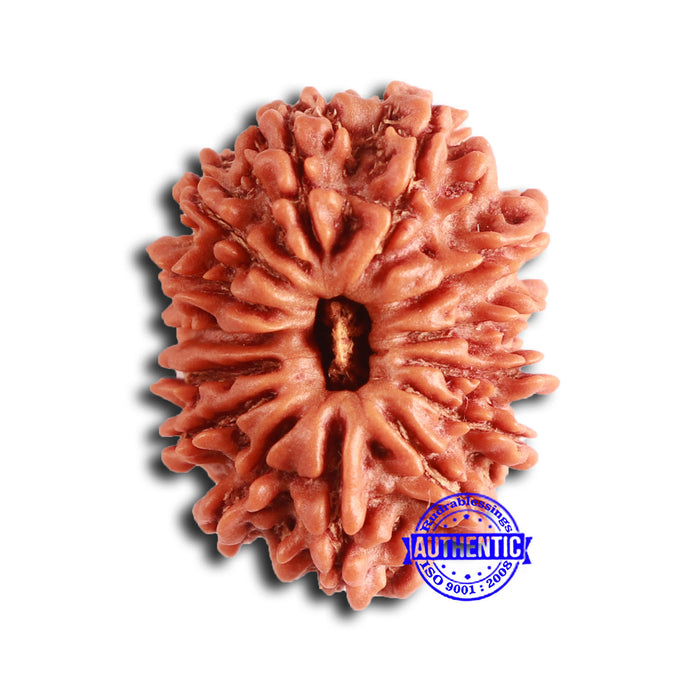 14 Mukhi Nepalese Rudraksha - Bead No. 357