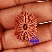 Load image into Gallery viewer, 14 Mukhi Nepalese Rudraksha - Bead No. 357
