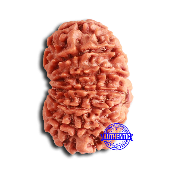 14 Mukhi Nepalese Rudraksha - Bead No. 357