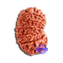 Load image into Gallery viewer, 14 Mukhi Nepalese Rudraksha - Bead No. 357
