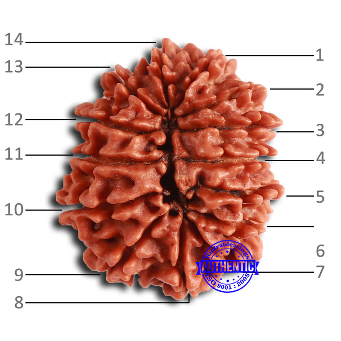14 Mukhi Nepalese Rudraksha - Bead No. 358