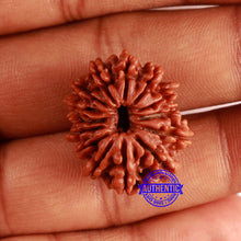 Load image into Gallery viewer, 14 Mukhi Nepalese Rudraksha - Bead No. 358
