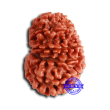 Load image into Gallery viewer, 14 Mukhi Nepalese Rudraksha - Bead No. 358
