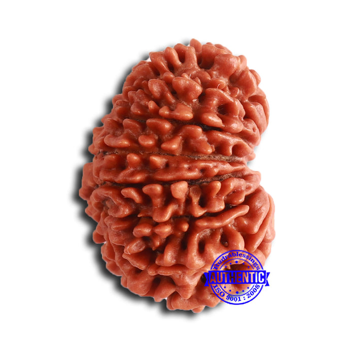 14 Mukhi Nepalese Rudraksha - Bead No. 358