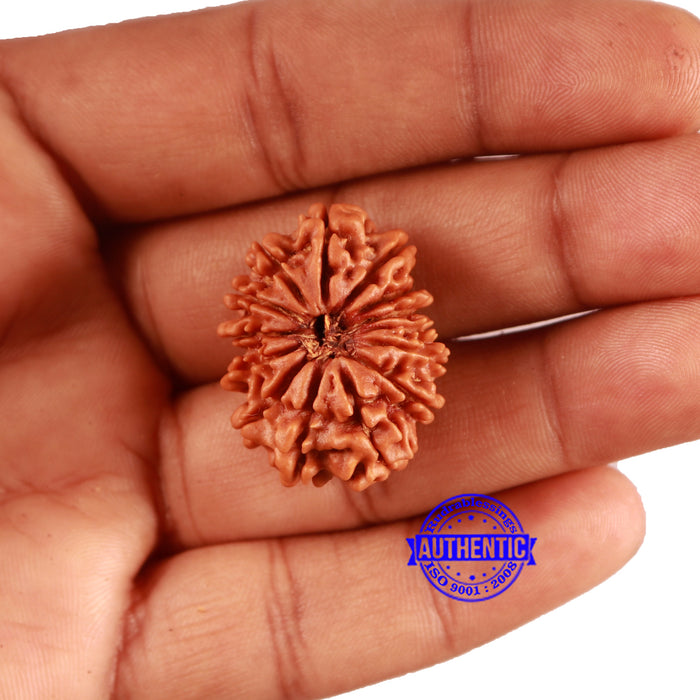 14 Mukhi Nepalese Rudraksha - Bead No. 364