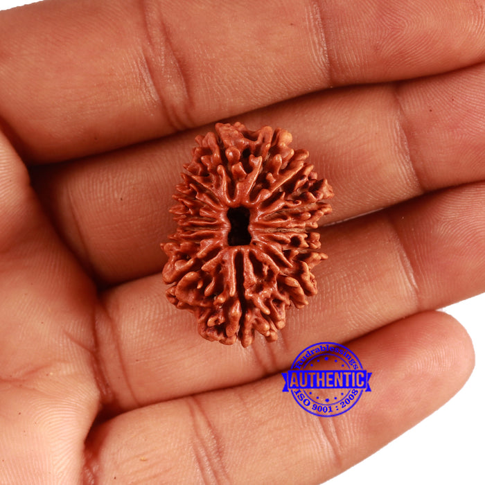 14 Mukhi Nepalese Rudraksha - Bead No. 365
