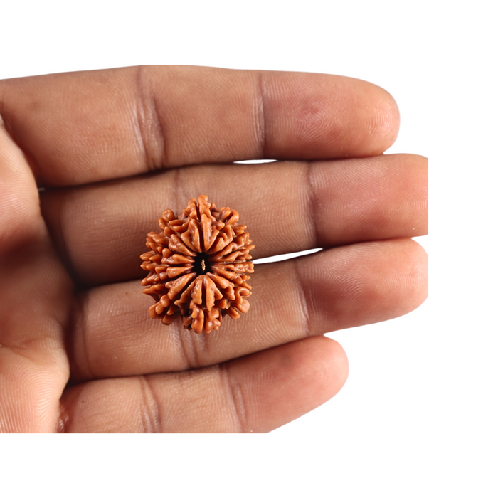 14 Mukhi Nepalese Rudraksha - Bead No. 395
