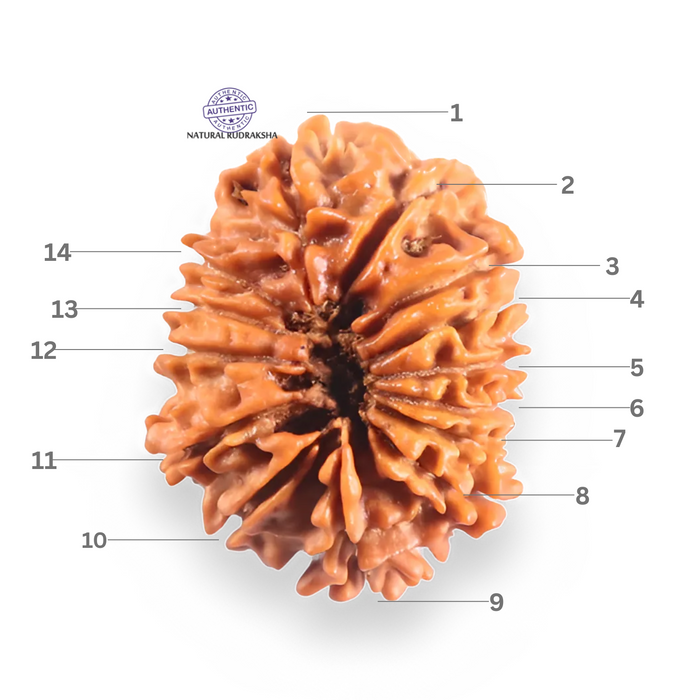 14 Mukhi Nepalese Rudraksha - Bead No. 396